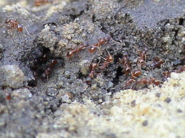 देश में चींटियों से मतलब - समस्या का समाधान