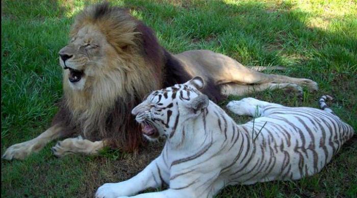 के बारे में एक शेर और बाघ का सपना क्या है